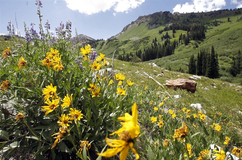Flores silvestres amarelas crescem em uma encosta nas montanhas perto de Alta, Utah.