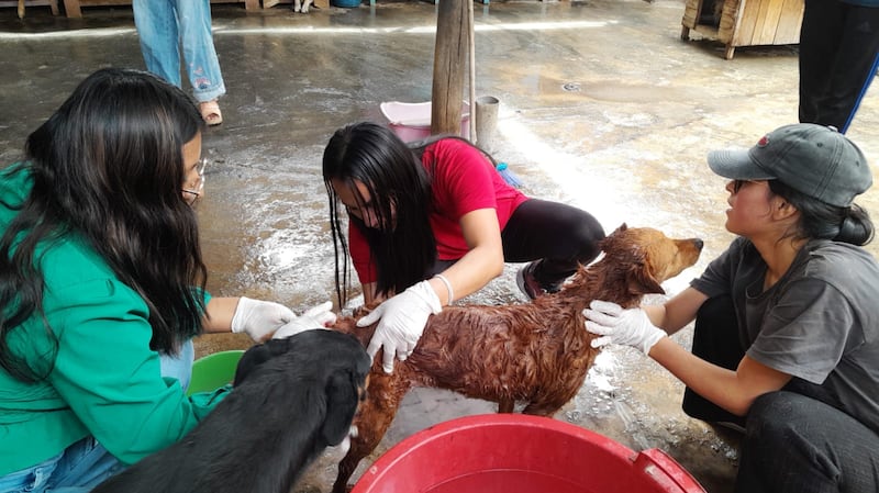 Membros da Igreja em Huánuco, Peru ajudam a limpar animais e espaços em um abrigo de cães em junho de 2026.
