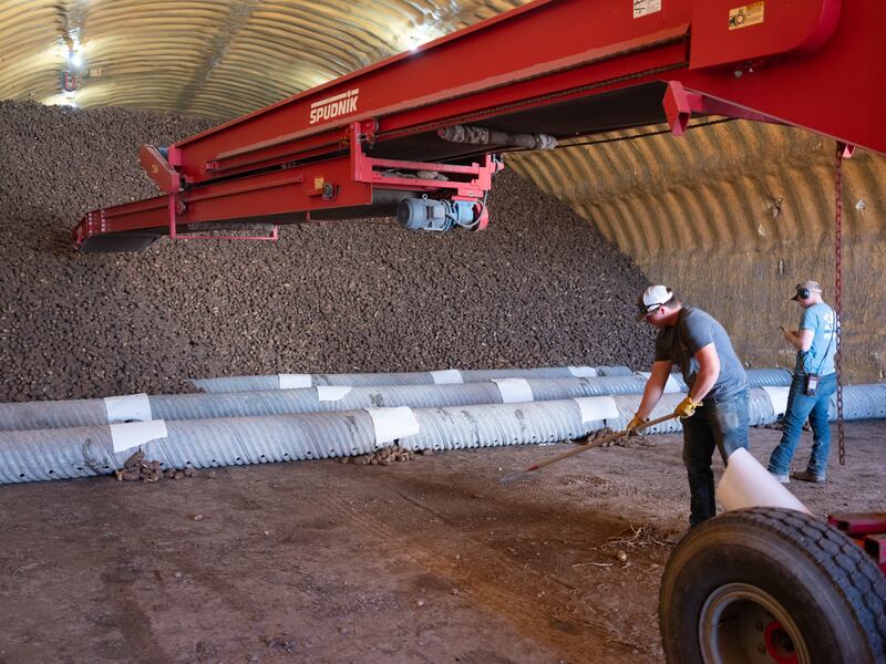 Trabalhadores acumulam batatas em um galpão na Fazenda de Culturas Taylorview em Idaho Falls, Idaho.