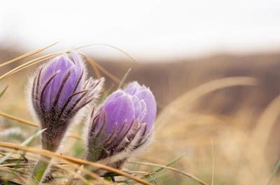 Um açafrão da pradaria floresce em Alberta, Canadá.