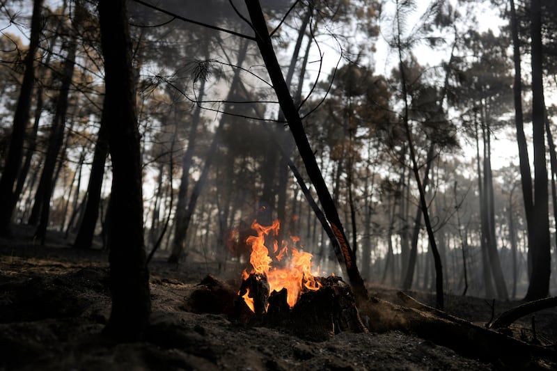Árvores queimadas permanecem em uma área devastada por um incêndio florestal perto de Casavieja, província de Ávila, Espanha, quinta-feira, 30 de julho de 2026.