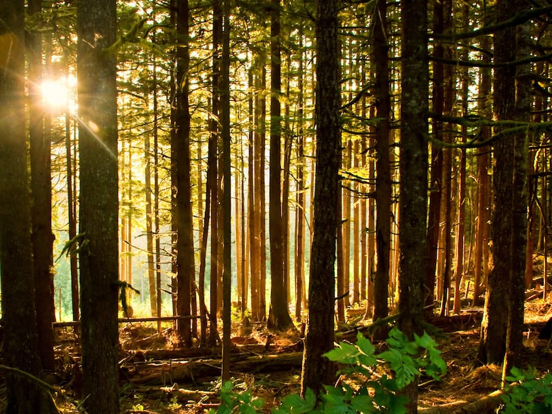 A view of the Sacred Grove near the Joseph Smith family farm in Palmyra, New York. In 1820, 14-year-old Joseph Smith prayed for heavenly guidance in the grove and saw Heavenly Father and Jesus Christ.
