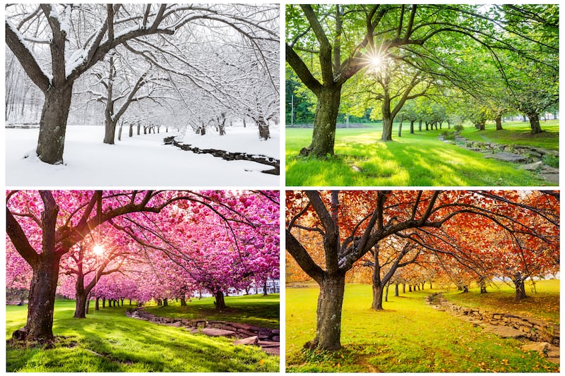 Uma árvore sobre a grama e um riacho é vista em quatro temporadas em quatro imagens. No sentido horário a partir do canto superior esquerdo: Coberta de neve; folhas verdes e grama; folhas laranja e grama amarelo-esverdeada; folhas rosas e grama verde.