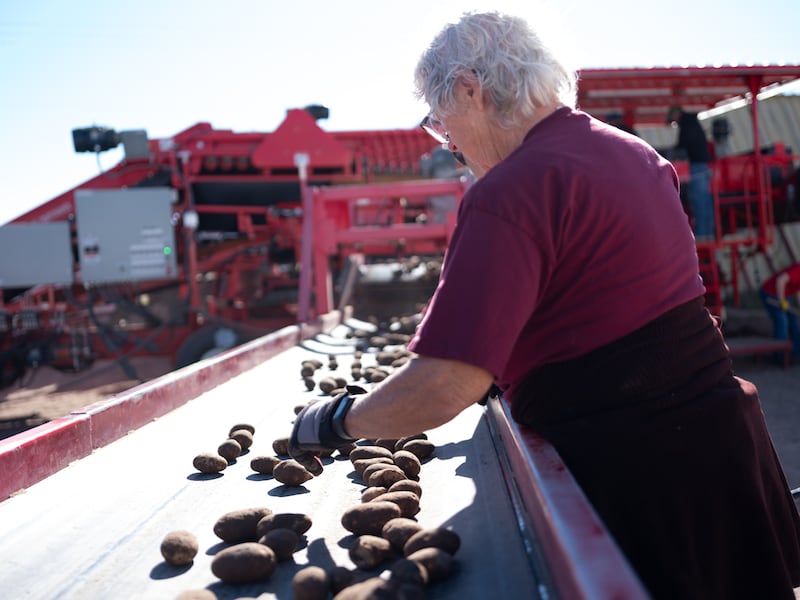 Trabalhadores empilham batatas em um galpão na Taylorview Crops Farm de Idaho Falls, Idaho.