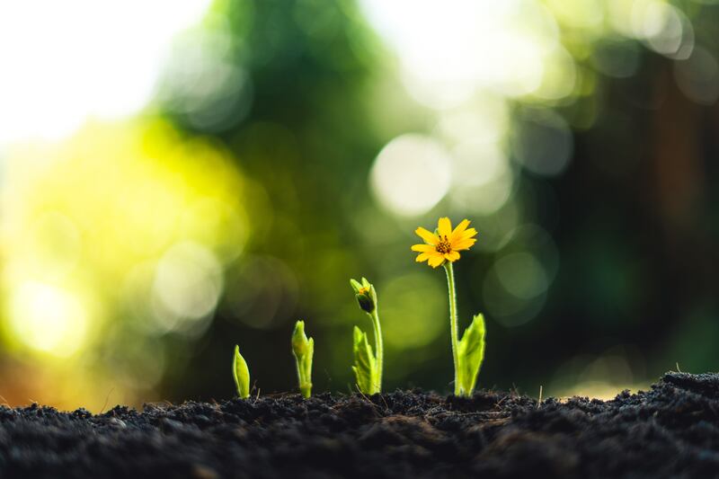 Four plants are growing, from one seedling to a yellow daisy blooming.