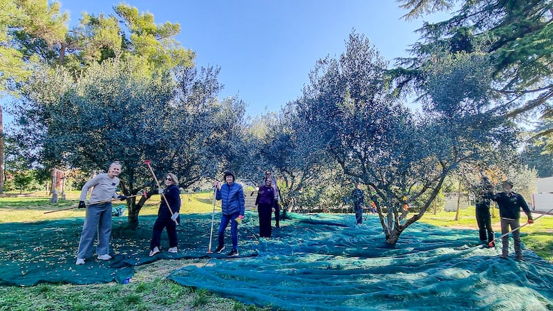 Os missionários da Missão Adriático Norte ajudam a limpar uma área de oliveiras no Debeli Rtič Health Resort no Mar Adriático, na Eslovênia, na sexta-feira, 7 de novembro de 2025. Eles colheram azeitonas, limparam o matagal e restauraram bancos.