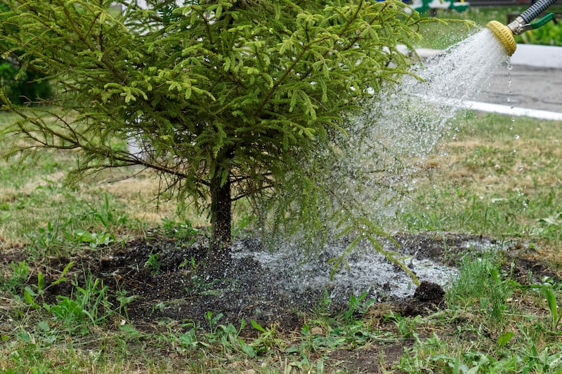 Watering conifers in a garden with a spray hose.