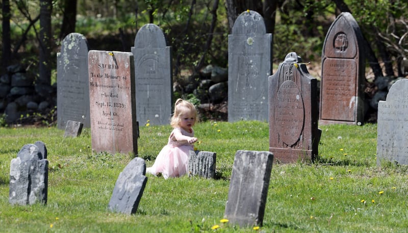 Vivian Maddox, de dezoito meses, de Washington D.C., coloca dentes-de-leão em lápides, antes da cerimônia de dedicação do Memorial da Família Smith no Cemitério de Pine Grove em Topsfield, Massachusetts, em 14 de maio de 2022.