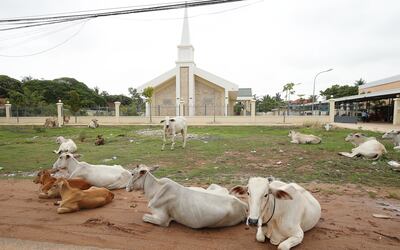 Vacas descansam próximo ao Kampong Thom Branch no Camboja no dia 28 de abril, 2018.
