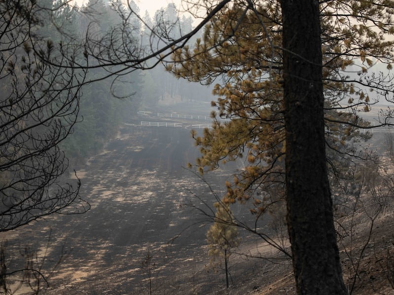 Árvores queimadas e cinzas são deixadas em uma área danificada pelos Incêndios do Complexo de Spokane em Spokane, Washington, na segunda-feira, 3 de agosto de 2026.