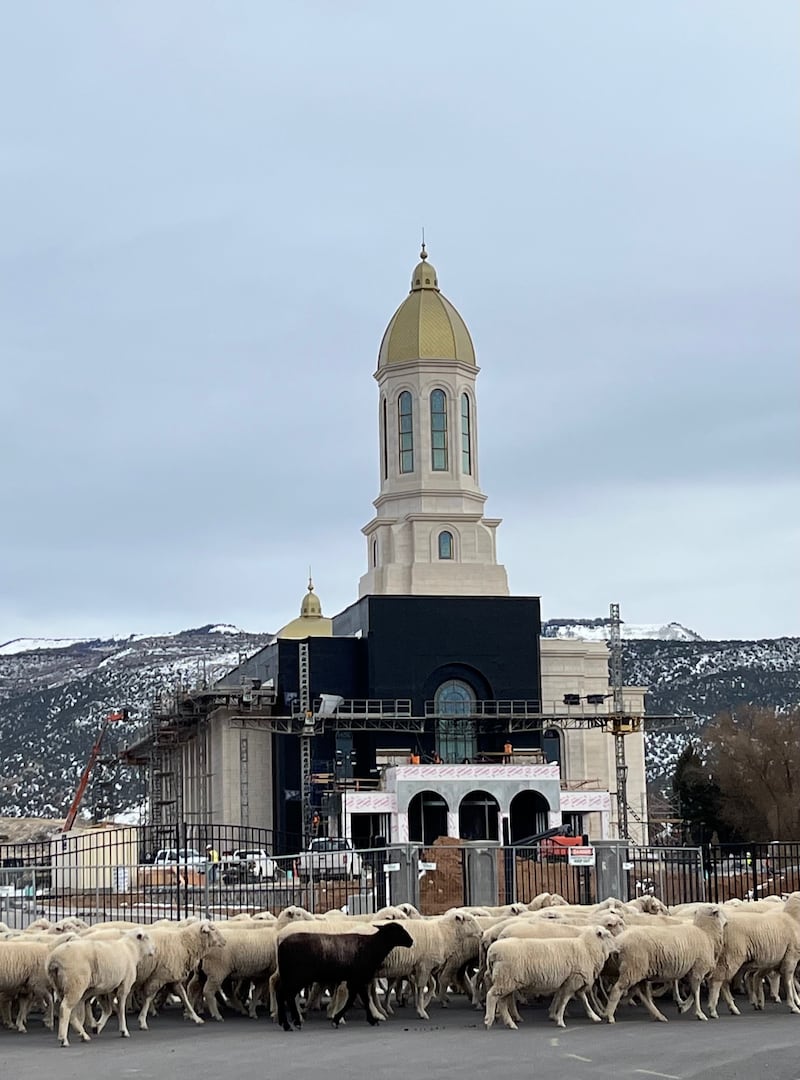 Ovelhas caminham em frente ao Templo de Efraim, Utah, em Efraim, Utah, durante sua construção. Val e Linda Hill, que serviram como missionários de projeto especial no local do templo, fizeram fotos como esta para documentar a construção do templo.