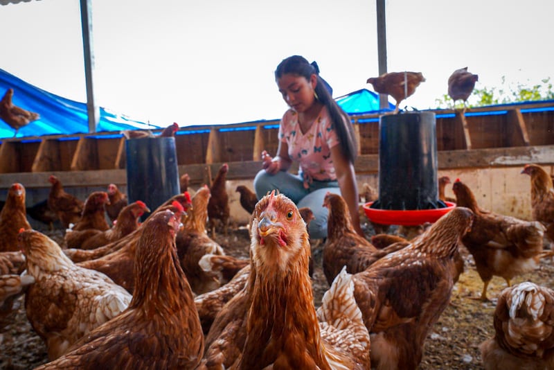 Galinhas estão em primeiro plano enquanto uma mulher se ajoelha ao fundo do galinheiro em Honduras.
